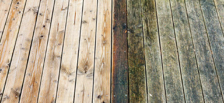 probona themeneinstieg algen gruenbelaege flechten 1600x740